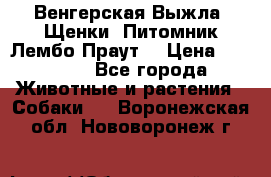 Венгерская Выжла. Щенки. Питомник Лембо Праут. › Цена ­ 35 000 - Все города Животные и растения » Собаки   . Воронежская обл.,Нововоронеж г.